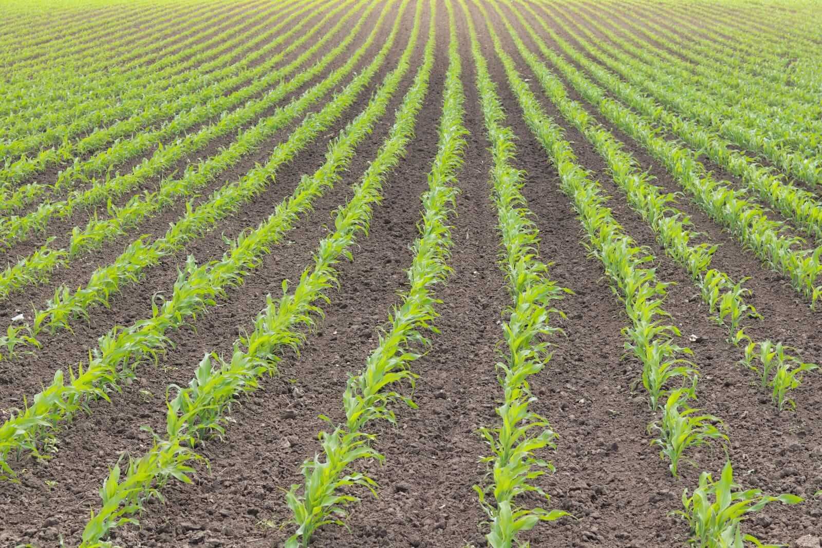 Corn Fades Back Loser on Thursday