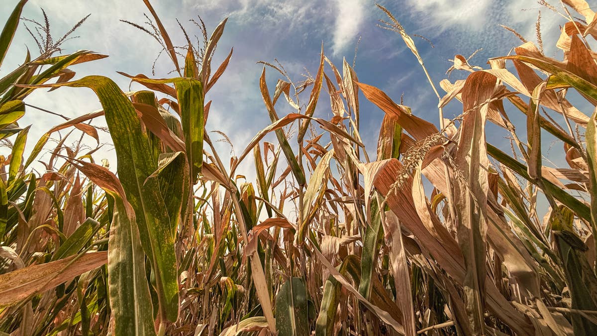 JPMorgan just flagged a slow-building food crisis