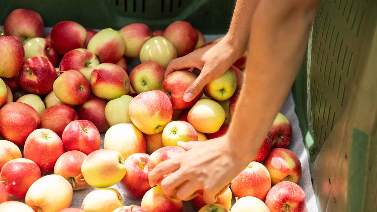 Major fruit grower lays off nearly 1,000 workers